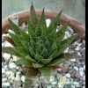 Aloe aristata - Остистое алоэ