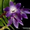 Дендробиум королевы Виктории Dendrobium victoriae-reginае