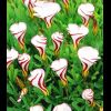 Кислица пестроцветная (Oxalis versicolor)