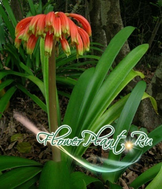 Прикрепленное изображение: Clivia gardenii.jpg