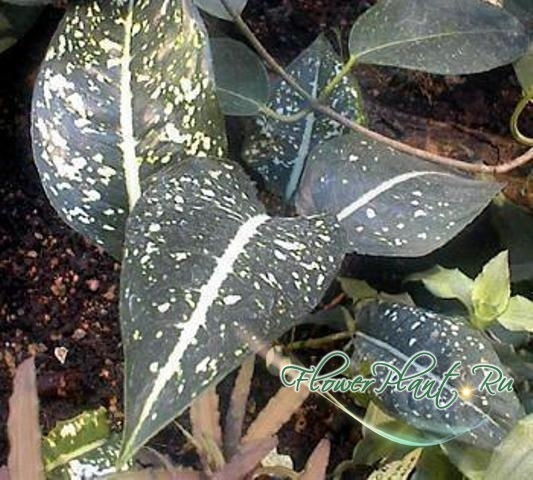 Прикрепленное изображение: Aglaonema costatum.jpg