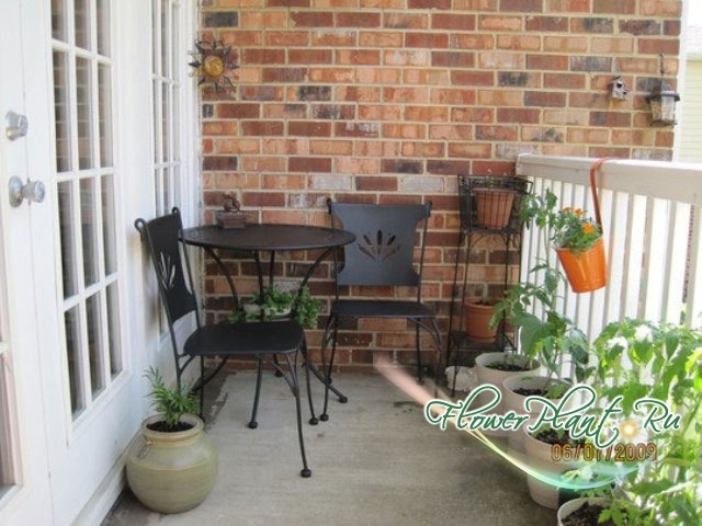 Прикрепленное изображение: balcony-plants-05_rect540.jpg