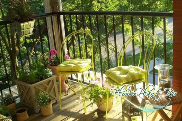 Прикрепленное изображение: balcony-plants-01_rect540.jpg